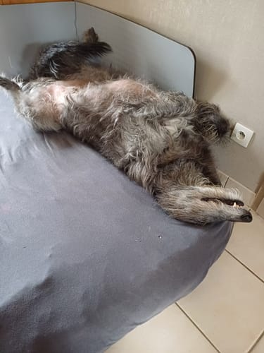 Le chien d'un client, un animal gris et poilu, se repose confortablement sur le dos sur un lit.