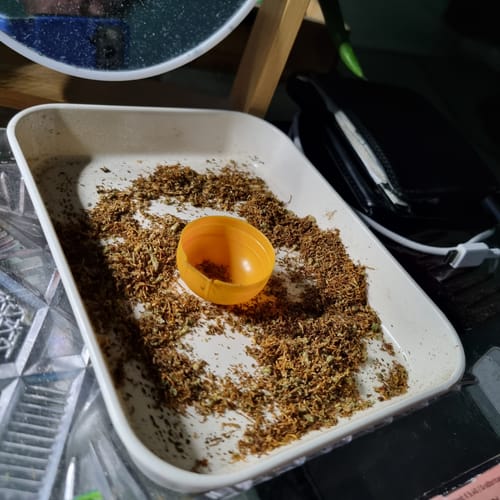 Ein Kunde zeigt das zerkleinerte Runtz CBD 25 % Produkt in einer weißen Schale.