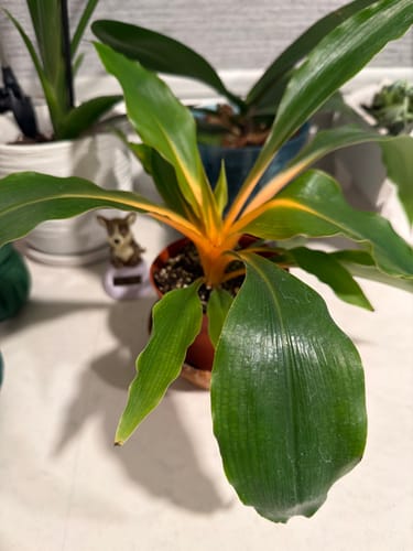 Customer's Chlorophytum 'Fire Flash' plant showing its vibrant orange stems and healthy green leaves.