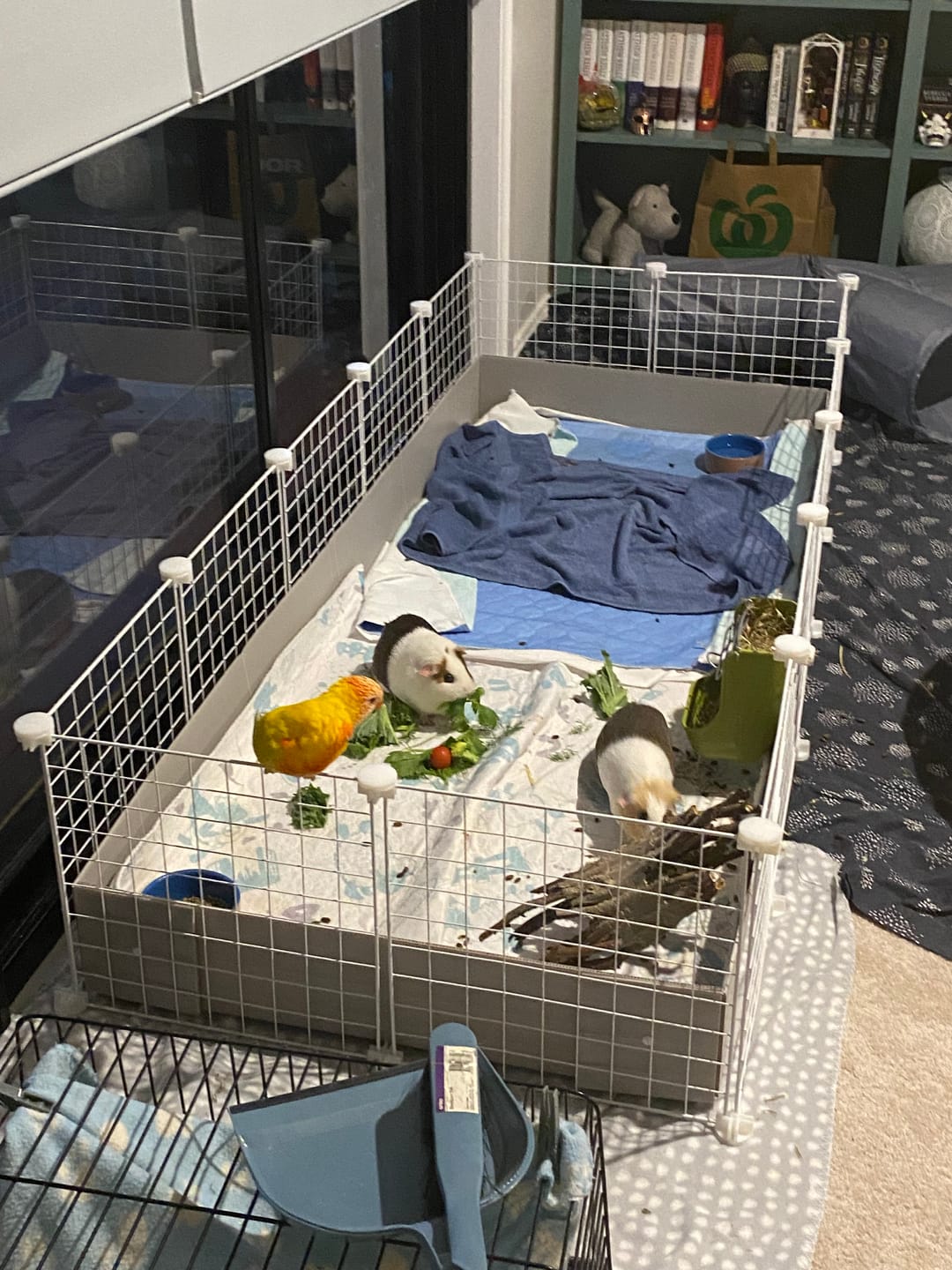 Customer photo review of Ozzy Cages 2x5 C&C Enclosure for Guinea Pigs
