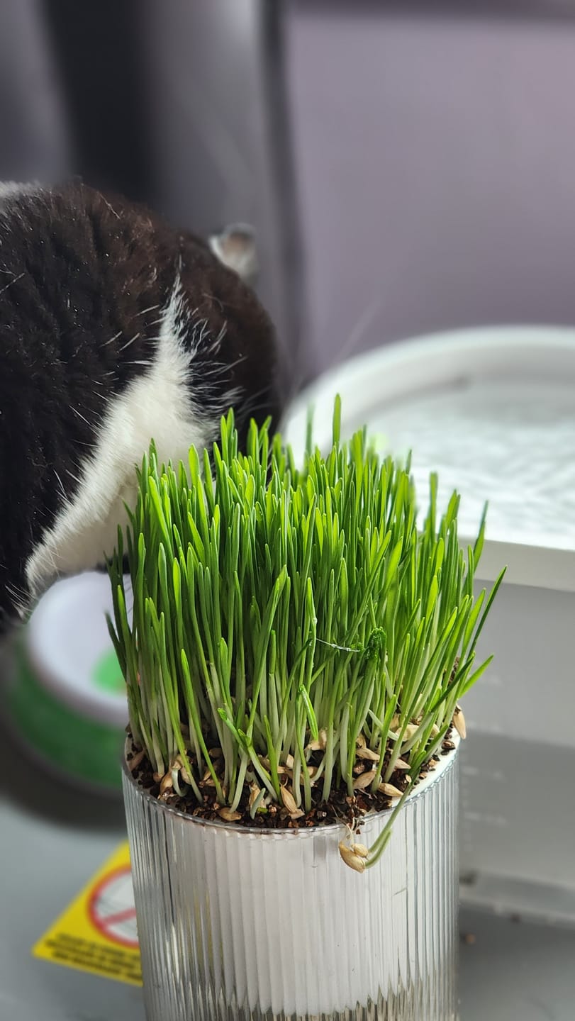 Customer photo review of Michu All-in-One Soil-Free Cat Grass Grow Kit - Made In USA