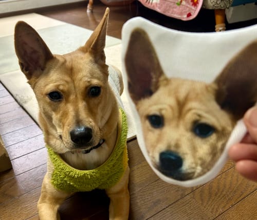 Customer photo review of 本物そっくり♪ペットフェイスバッグ