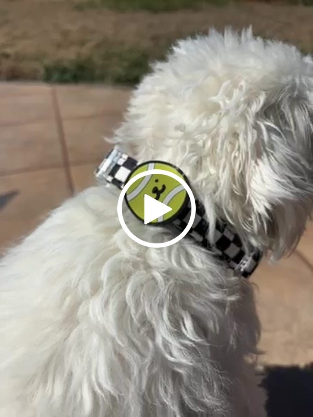 Customer video review of Tennis Ball Jiby Dog Charm