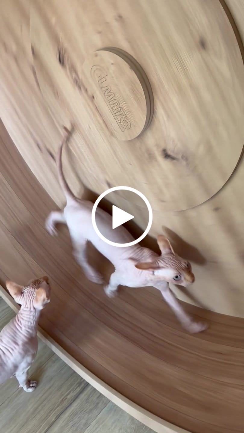 Customer video review of Elmato Katzenlaufrad Rocky Standmodell