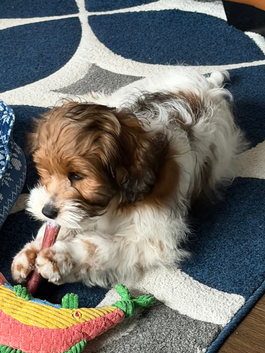 Customer photo review of 6 Inch Thick Bully Stick