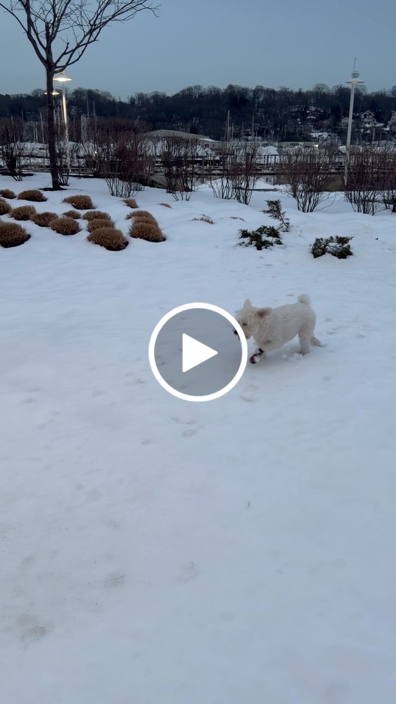 Customer video review of AIR PUP DOG BOOTS - SET OF 4