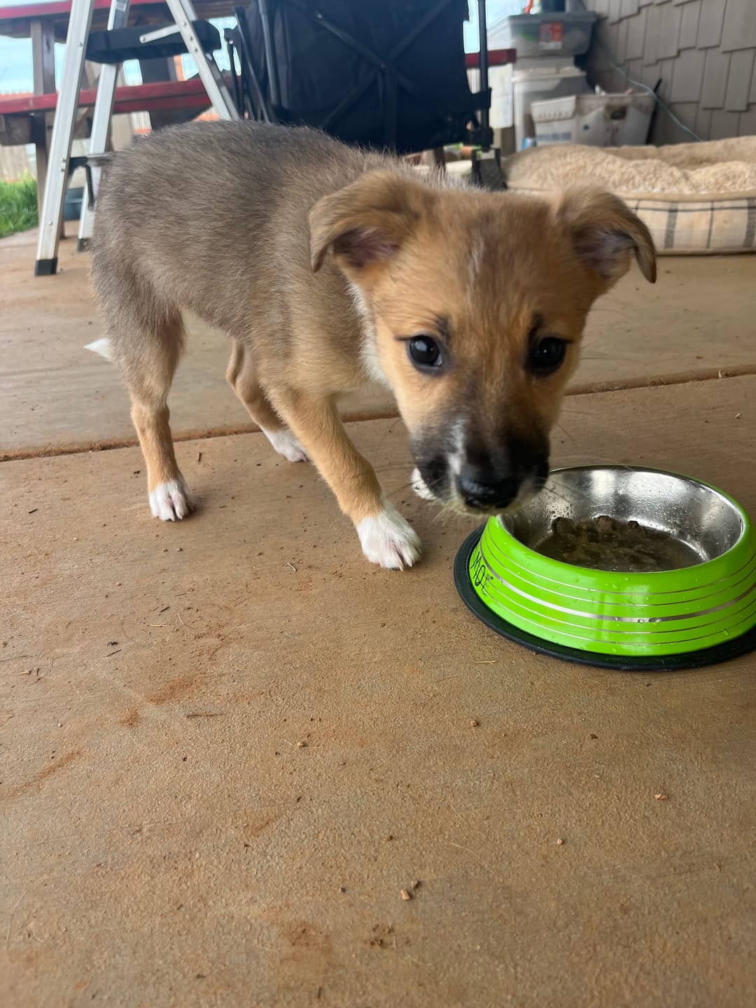 Customer photo review of Color Splash Stripe Non-Skid Pet Bowl