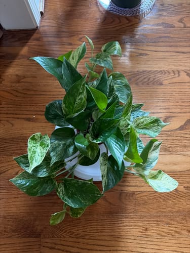 Reviewer's large Pothos Marble Queen plant with lush, variegated green and white leaves sits on a wood floor.