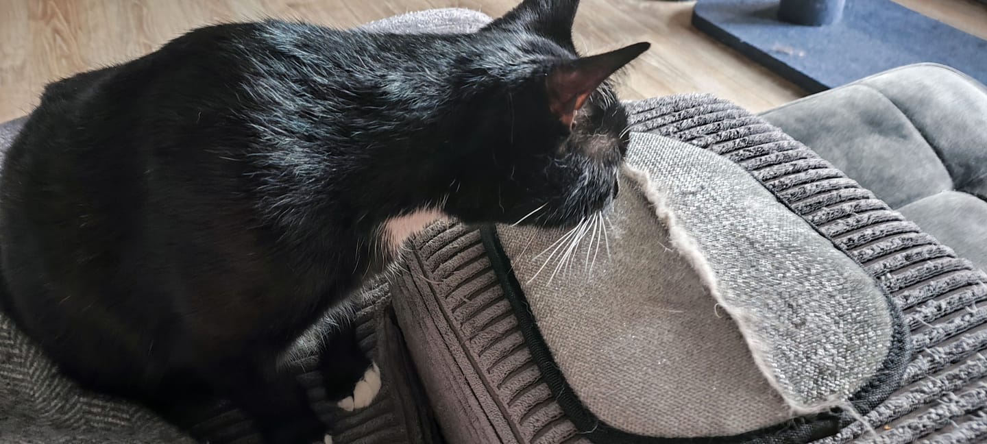Customer photo review of Magic Fur Magnet