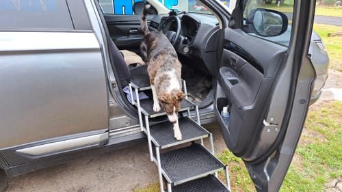 Reviewer's dog walking down the black Foldable Aluminum Pet Steps from the passenger seat of a car.