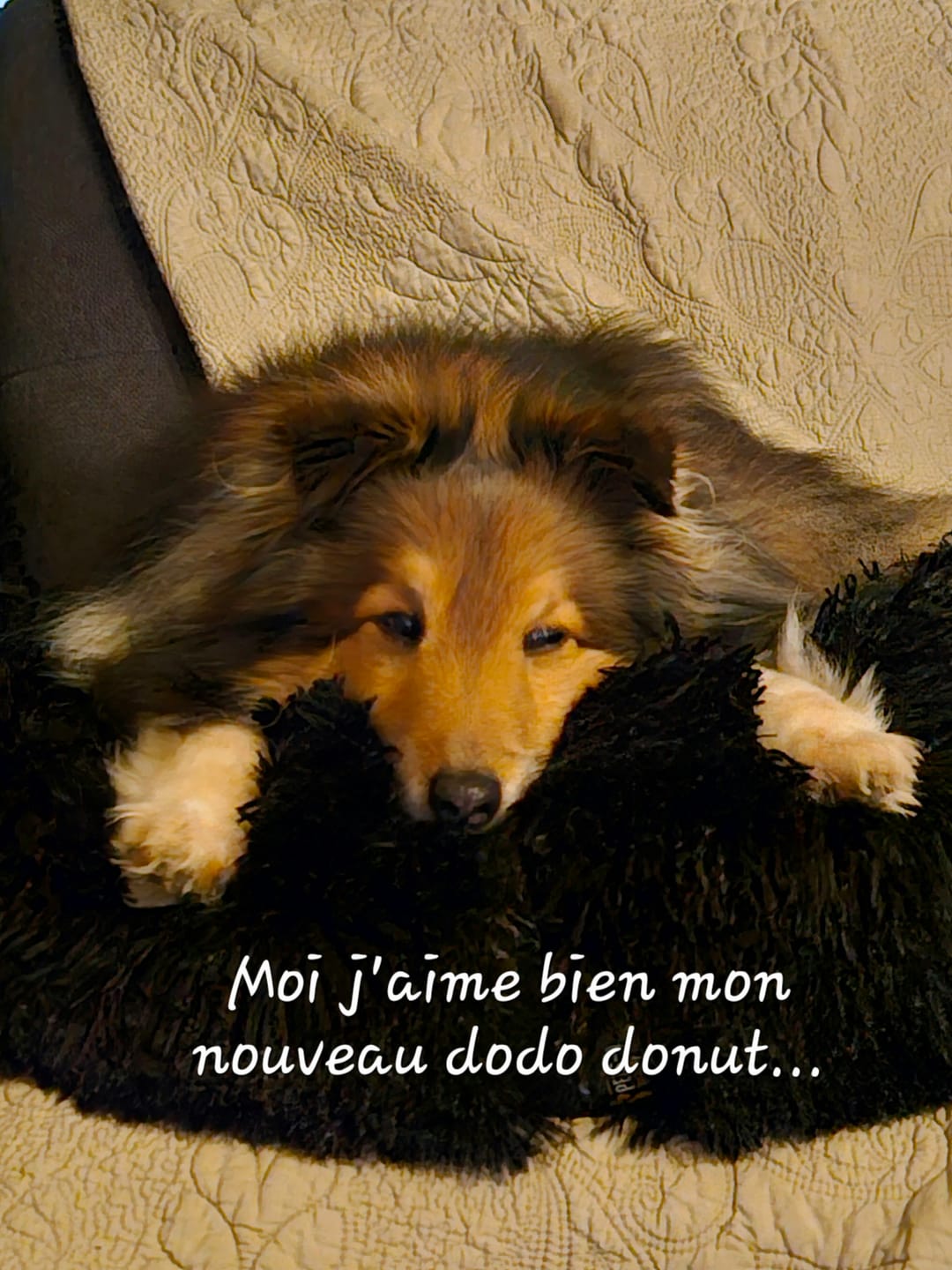 Customer photo review of Panier apaisant pour chien – DODO Donut™ orthopédique & anti-stress