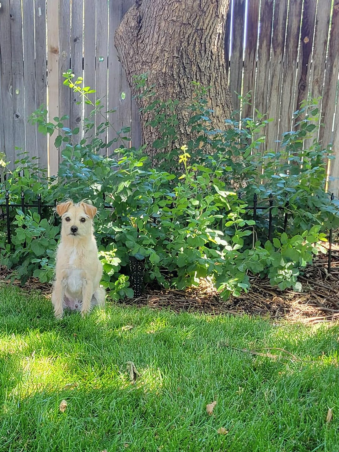 Customer photo review of Metal Garden Fence 60×60cm, 5 Panels (3m), No-Dig Dog & Flower Bed Fence