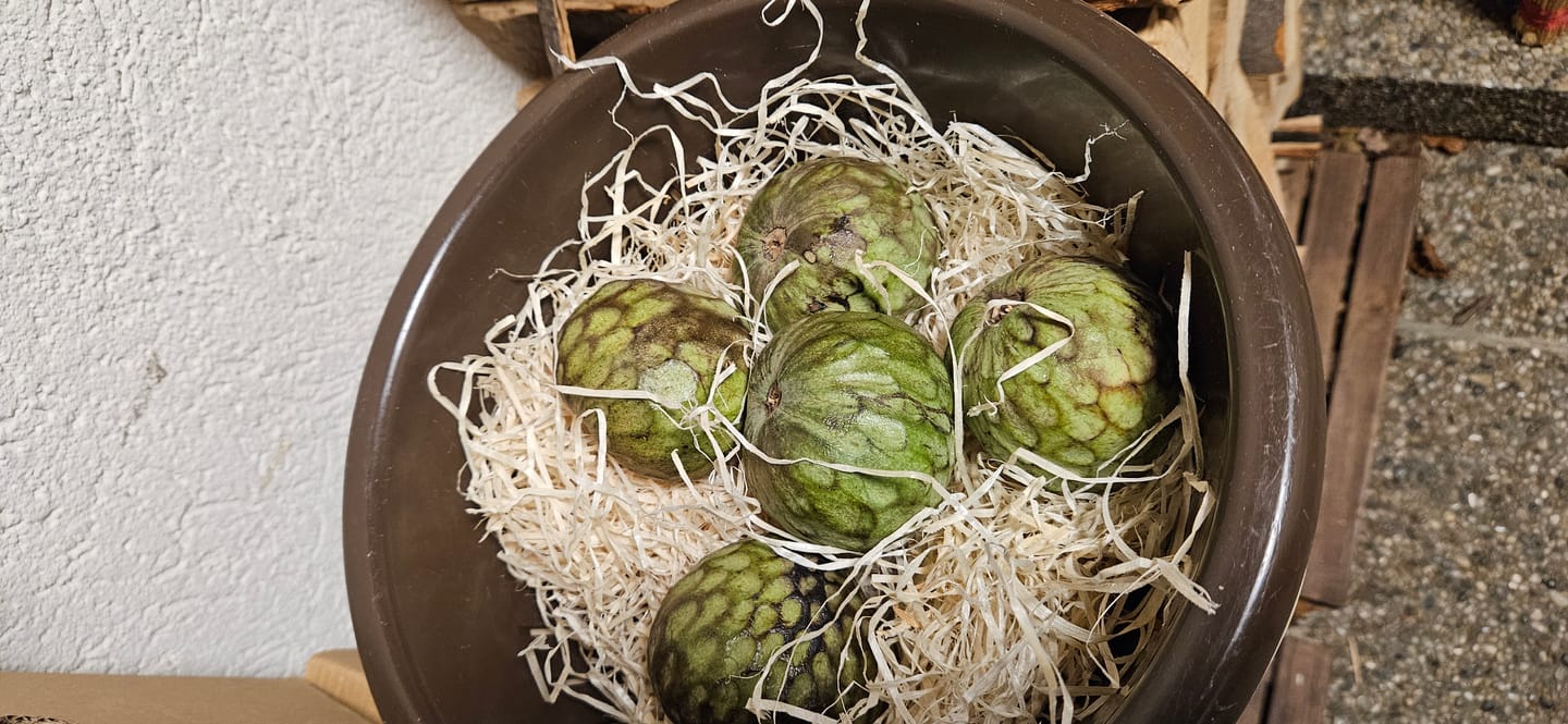 Customer photo review of Cherimoya Bio von Julian