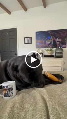 Customer video review of Fake & Gay Mug