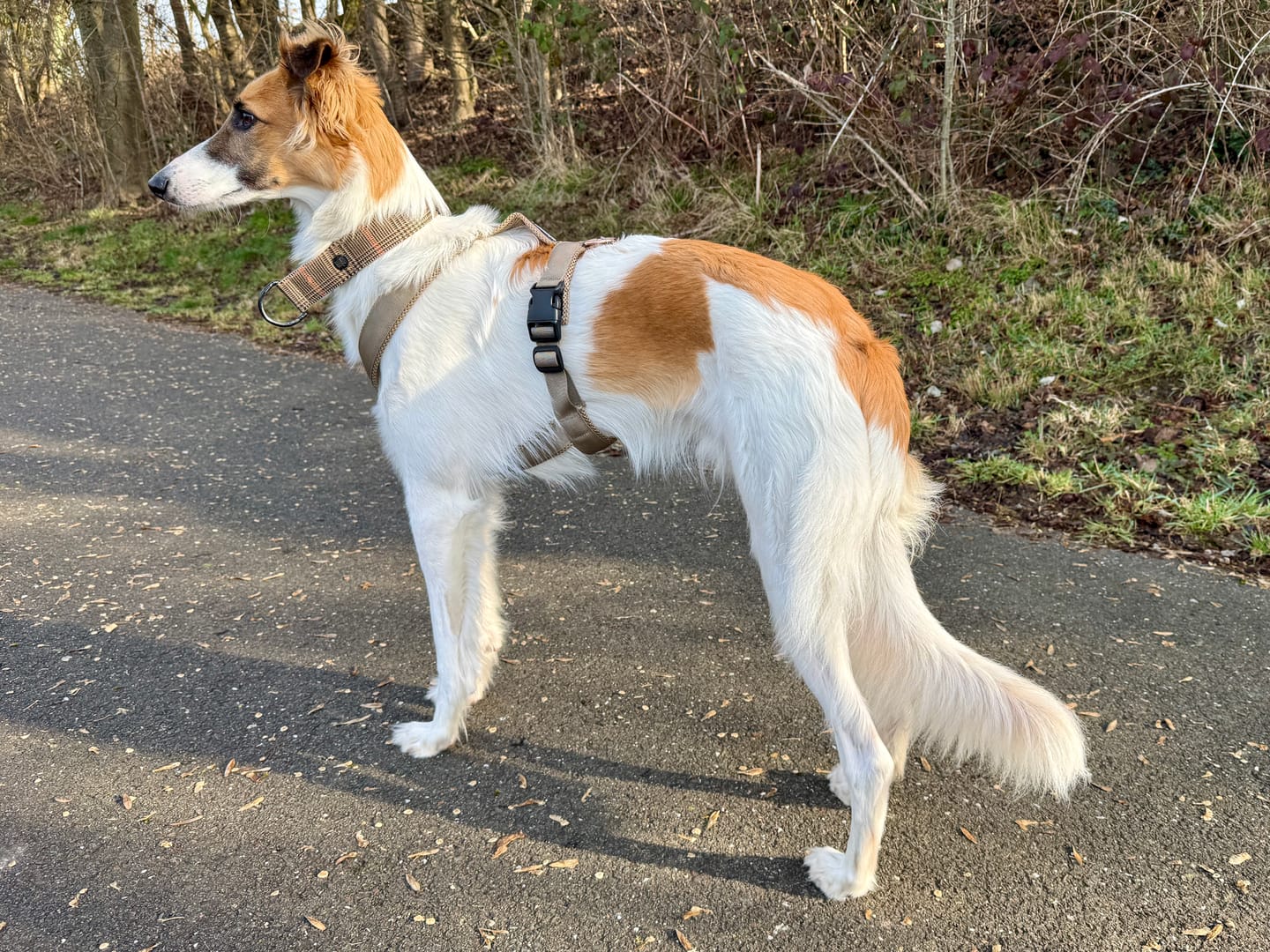 Customer photo review of Windhundgeschirr FUN "Golden Sand"