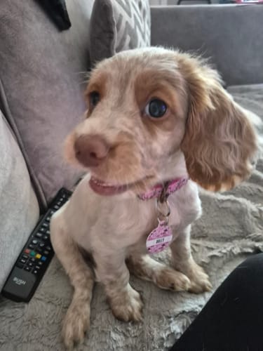 Customer photo review of ID Tag - Cowgirl