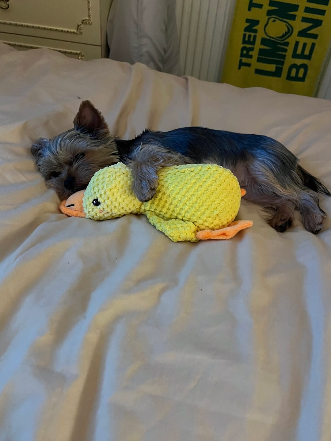 Customer photo review of [BEST SELLER] Calming Duck Dog Toy