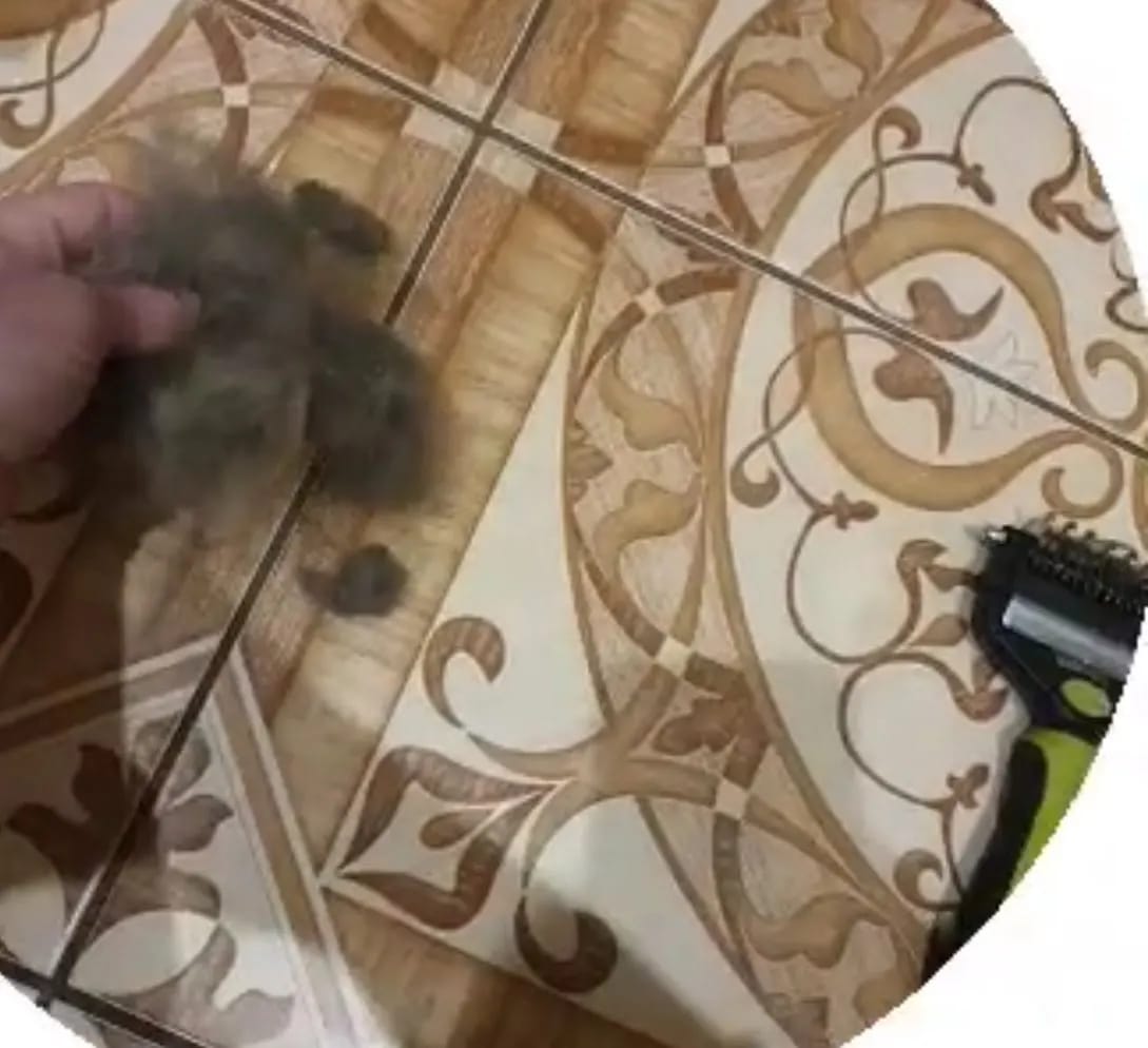 Customer photo review of 3-in-1 Pet Hair Removal Brush