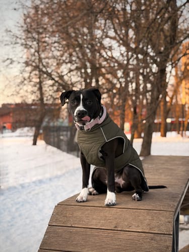 Customer photo review of 4cm Herringbone Combat® Collar | Handle & Rated Clip - Soft Pink