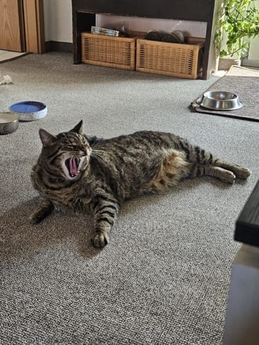 Customer photo review of Magic Fur Magnet
