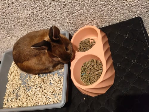 Customer photo review of CT1566 1 Pieza De Tazon Doble Para Mascota