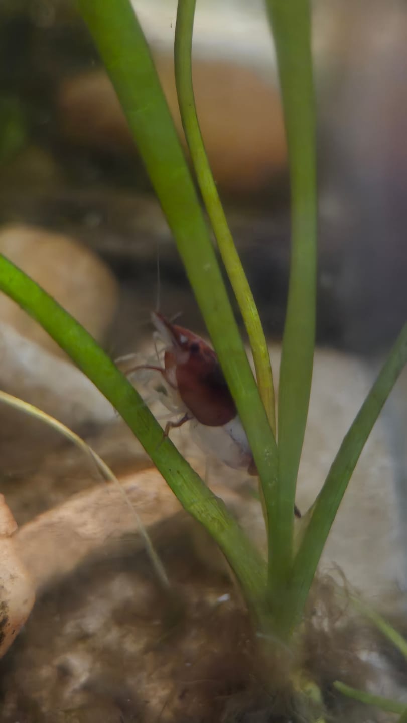 Customer photo review of Red Rili Shrimp