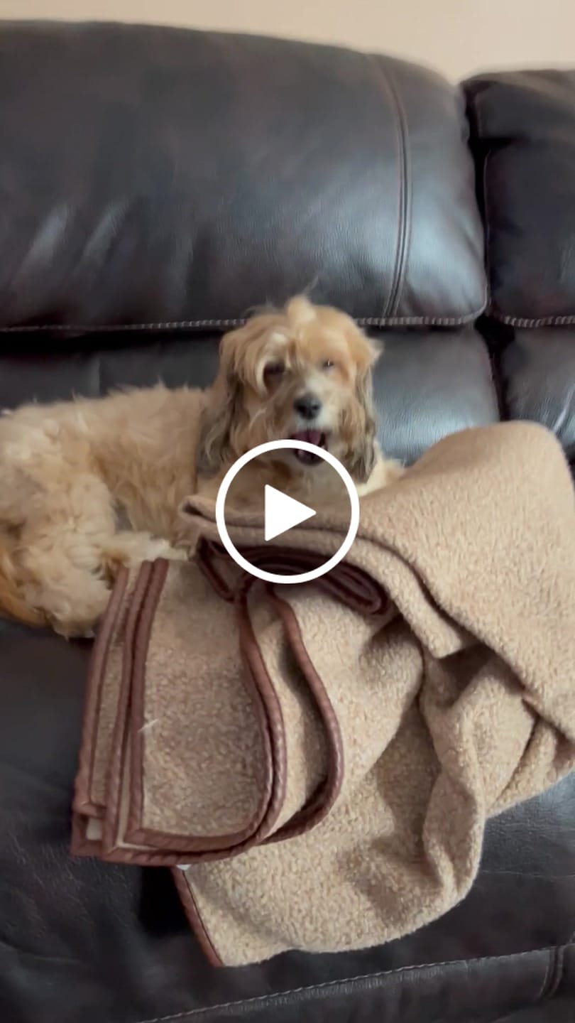 Customer video review of Organic Pumpkin & Coconut Baked Biscuits - Small Bone (5oz)