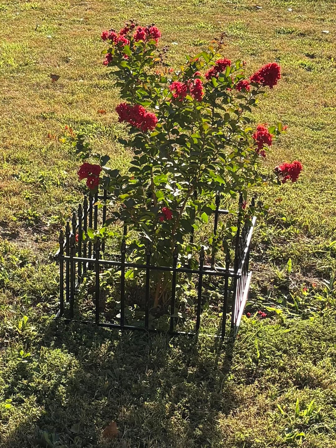 Customer photo review of Metal Garden Fence 60×60cm, 5 Panels (3m), No-Dig Dog & Flower Bed Fence