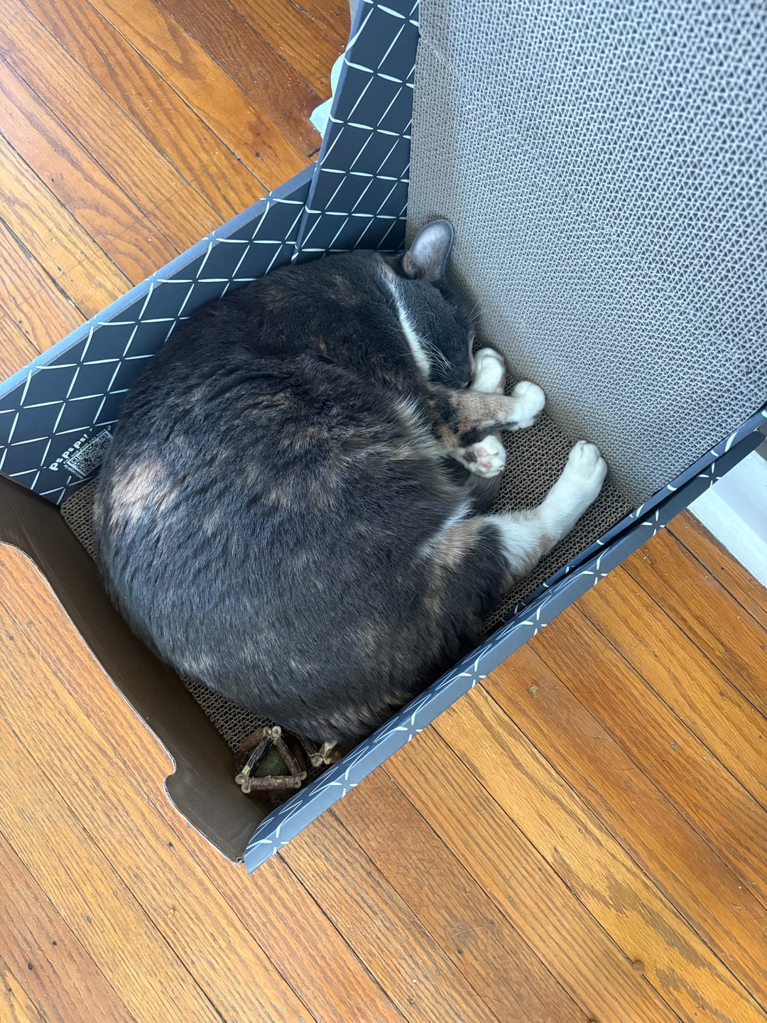 Customer photo review of Premium Silvervine and Catnip Rattle Balls (3 ct)