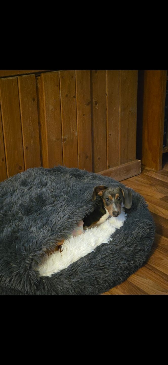 Customer photo review of The Dachshund Den™
