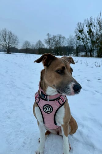 Customer photo review of Comfort Premium Harness | Non Restrictive - Pink