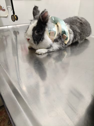 Customer photo review of CT3591 1 Pieza De Pechera Con Correa Para Mascota