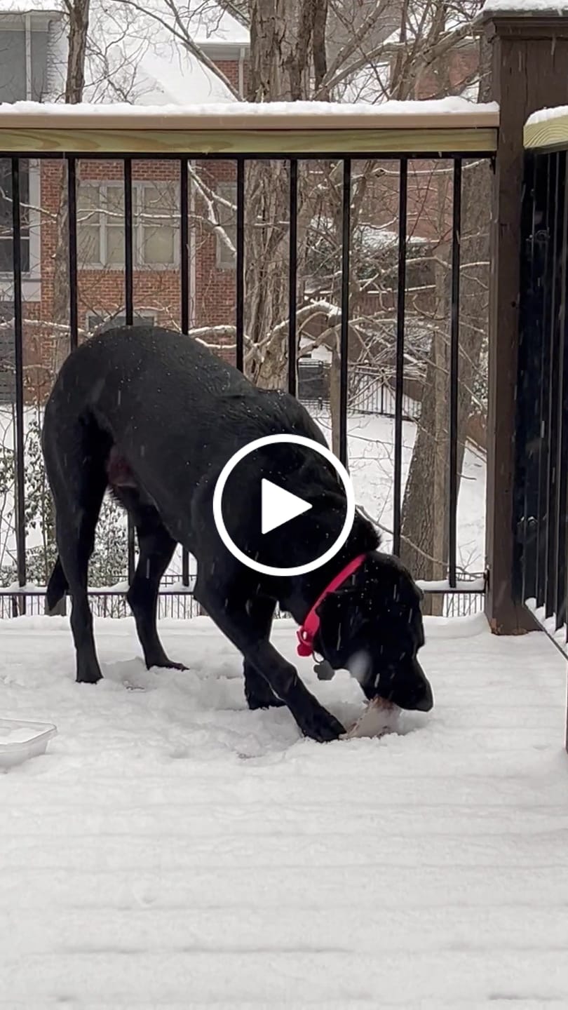 Customer video review of Pig Ears