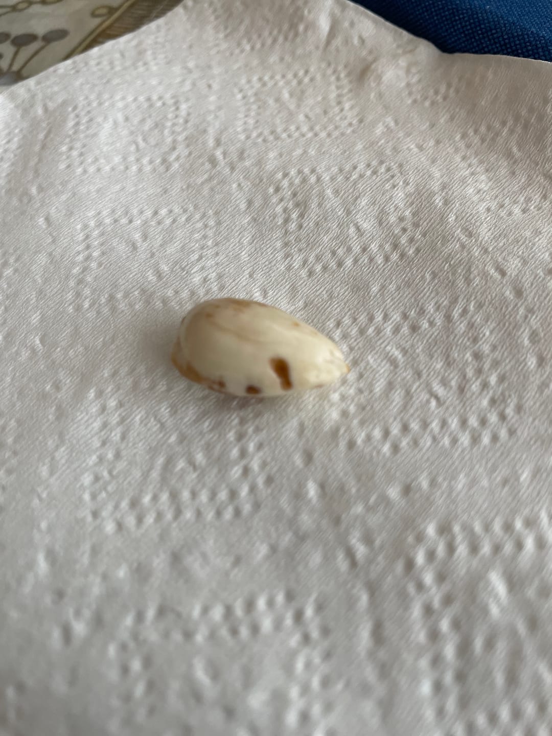 Customer photo review of Truly Raw Regenerative Organic Almonds