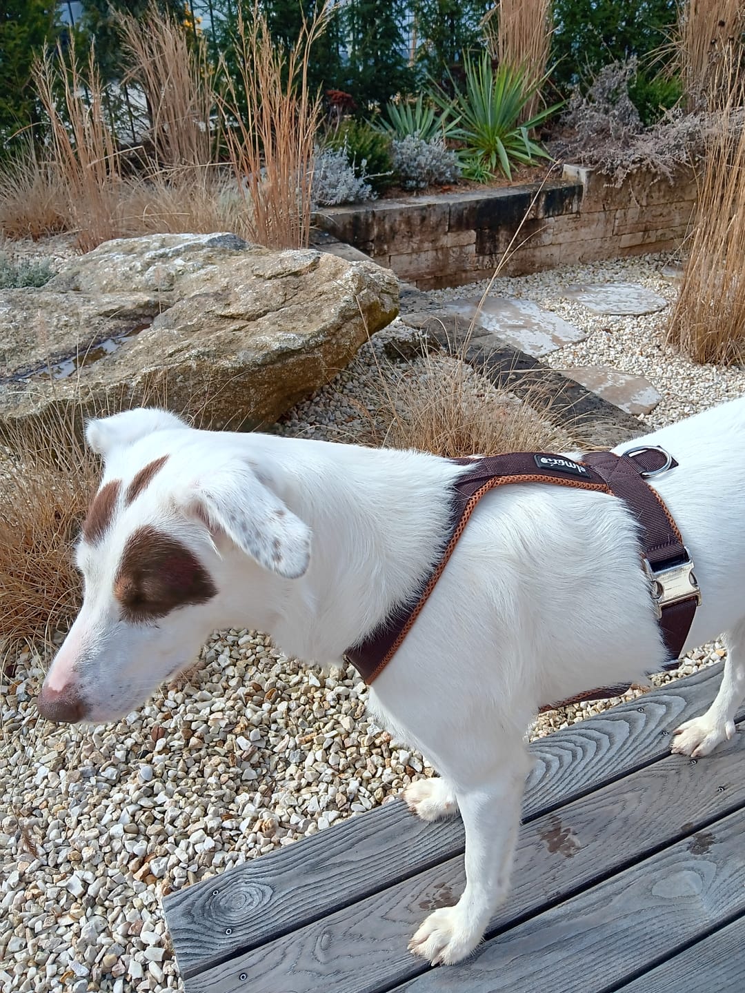 Customer photo review of Windhundgeschirr PRO "Toffee"