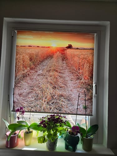 Customer photo review of Foto Rollo Klemmfix "Weizenfeld bei Sonnenuntergang"