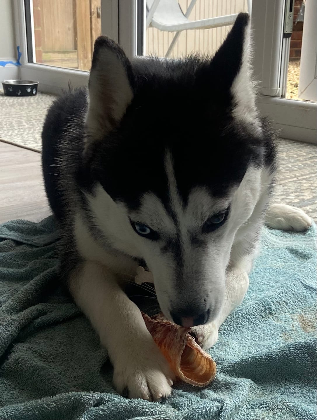 Customer photo review of Beef Trachea (200g)
