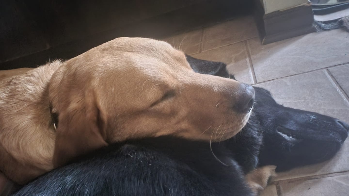 Customer photo review of Blueberry Himalayan Yak Chew (MEDIUM)
