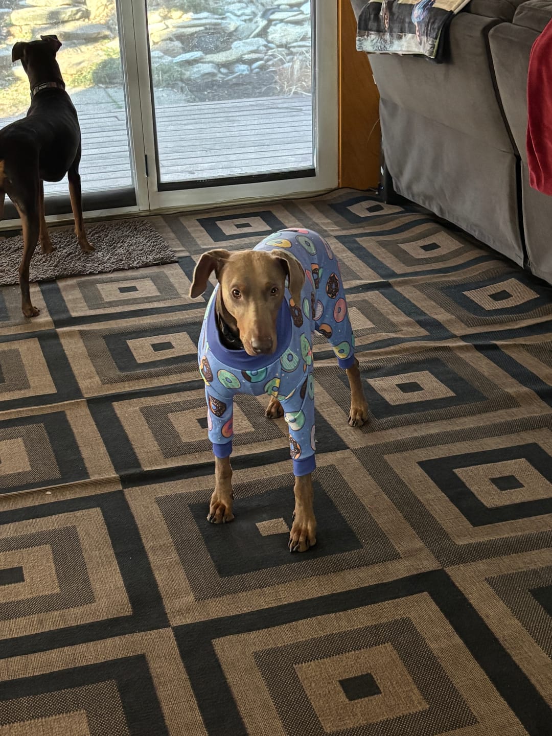 Customer photo review of Dog Pajama - Donuts