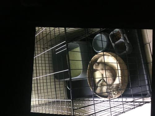 Customer photo review of Fit Litter PLUS - 1 Bag - One Off