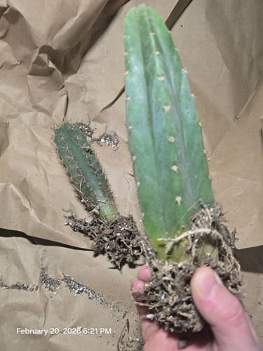 Customer photo review of San Pedro Cactus | Trichocereus (Echinopsis) Pachanoi