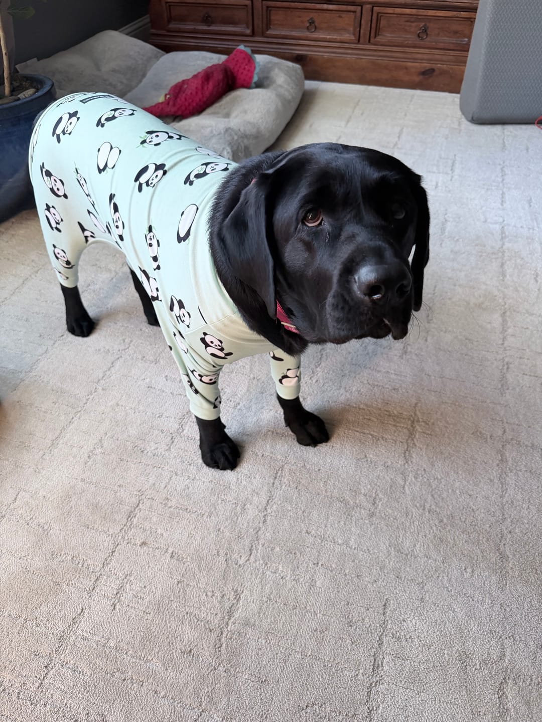 Customer photo review of Dog Pajama - Panda