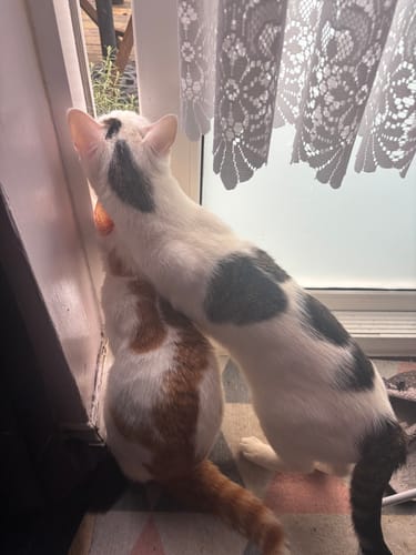 Customer photo review of 1 Month Supply – 2 Cat