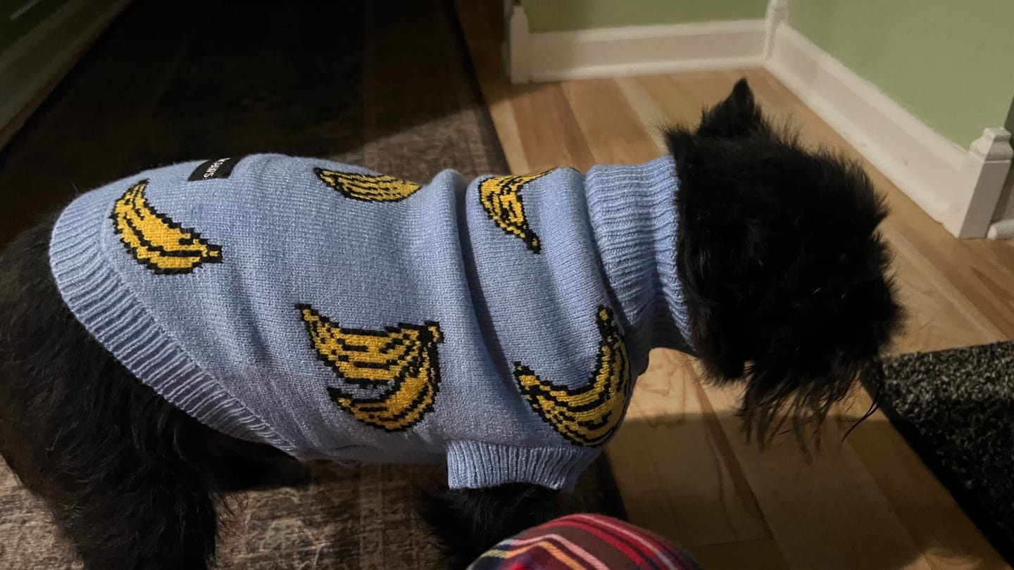 Customer photo review of Banana Knit Dog Sweater