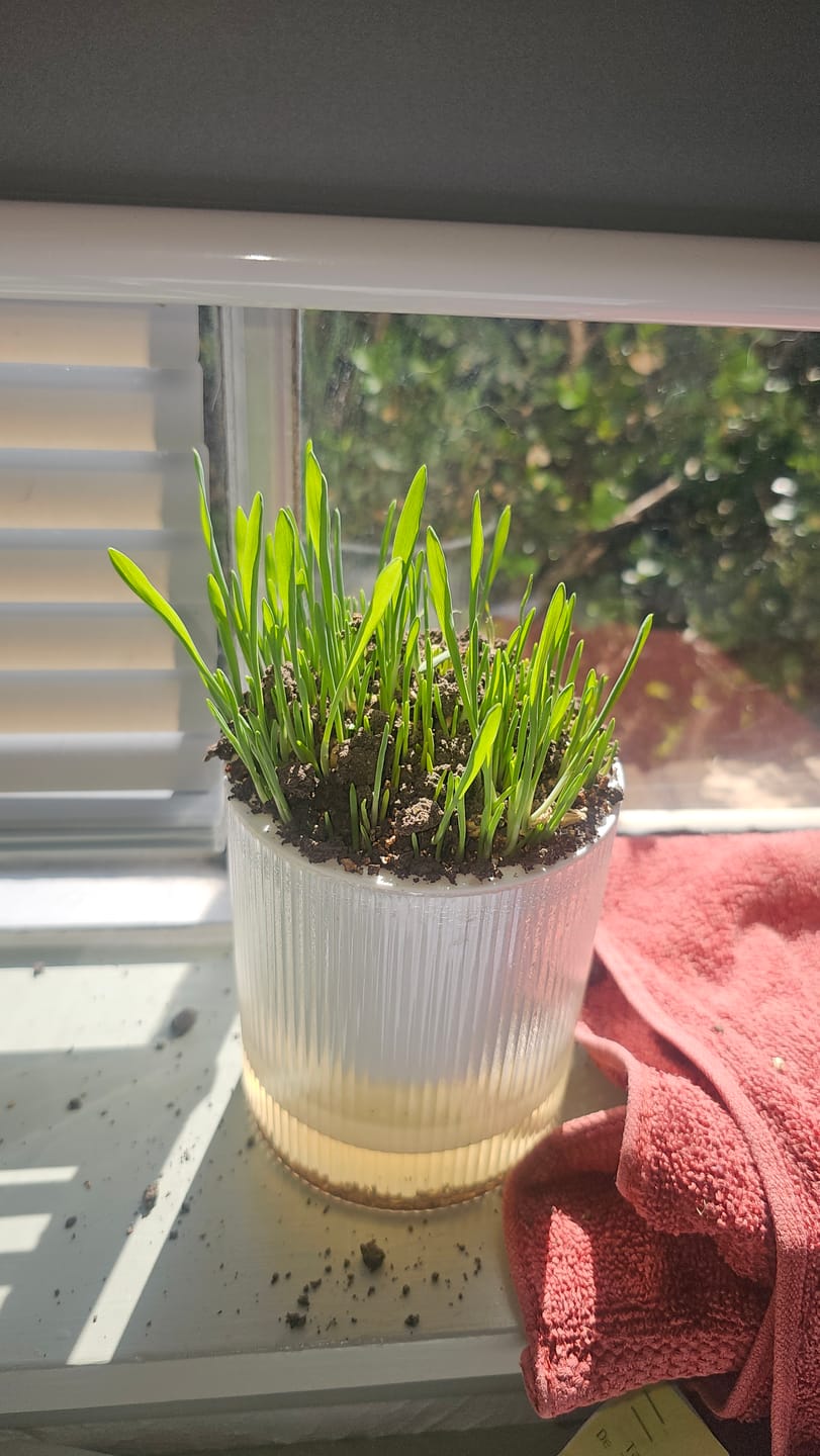 Customer photo review of Michu All-in-One Soil-Free Cat Grass Grow Kit - Made In USA