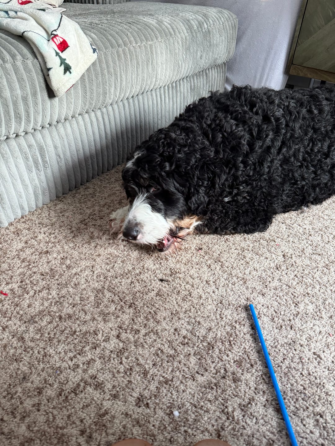 Customer photo review of 6 Inch Thick Braided Bully Stick