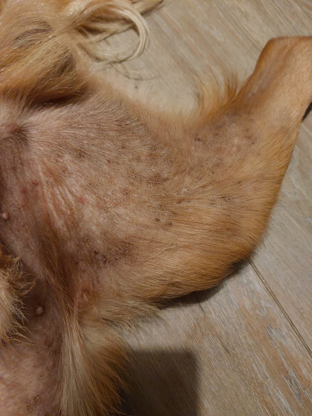 Customer photo review of Dog Gel Twin Pack