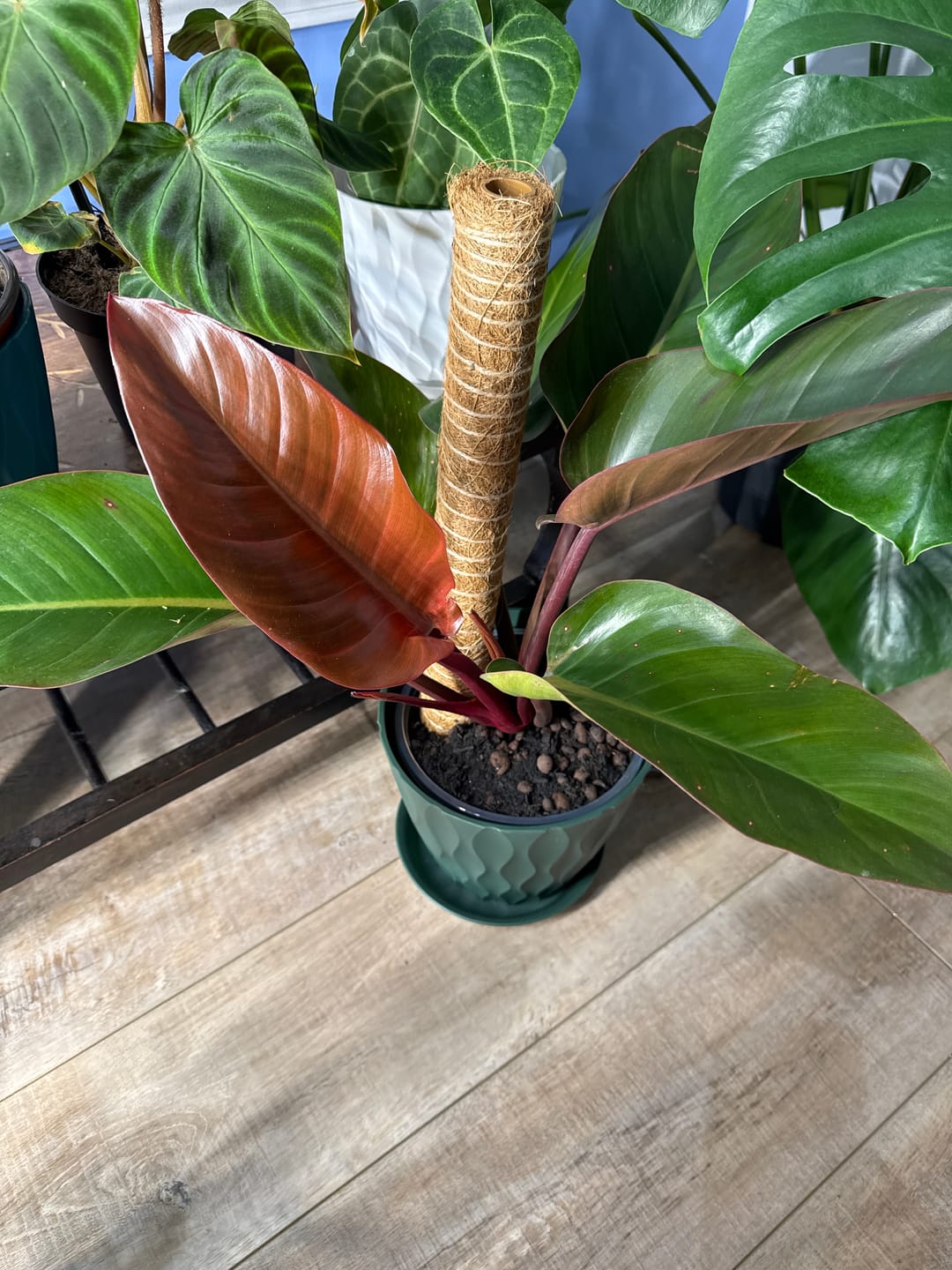 Customer photo review of Philodendron Red Congo, Tropical Forest Plant