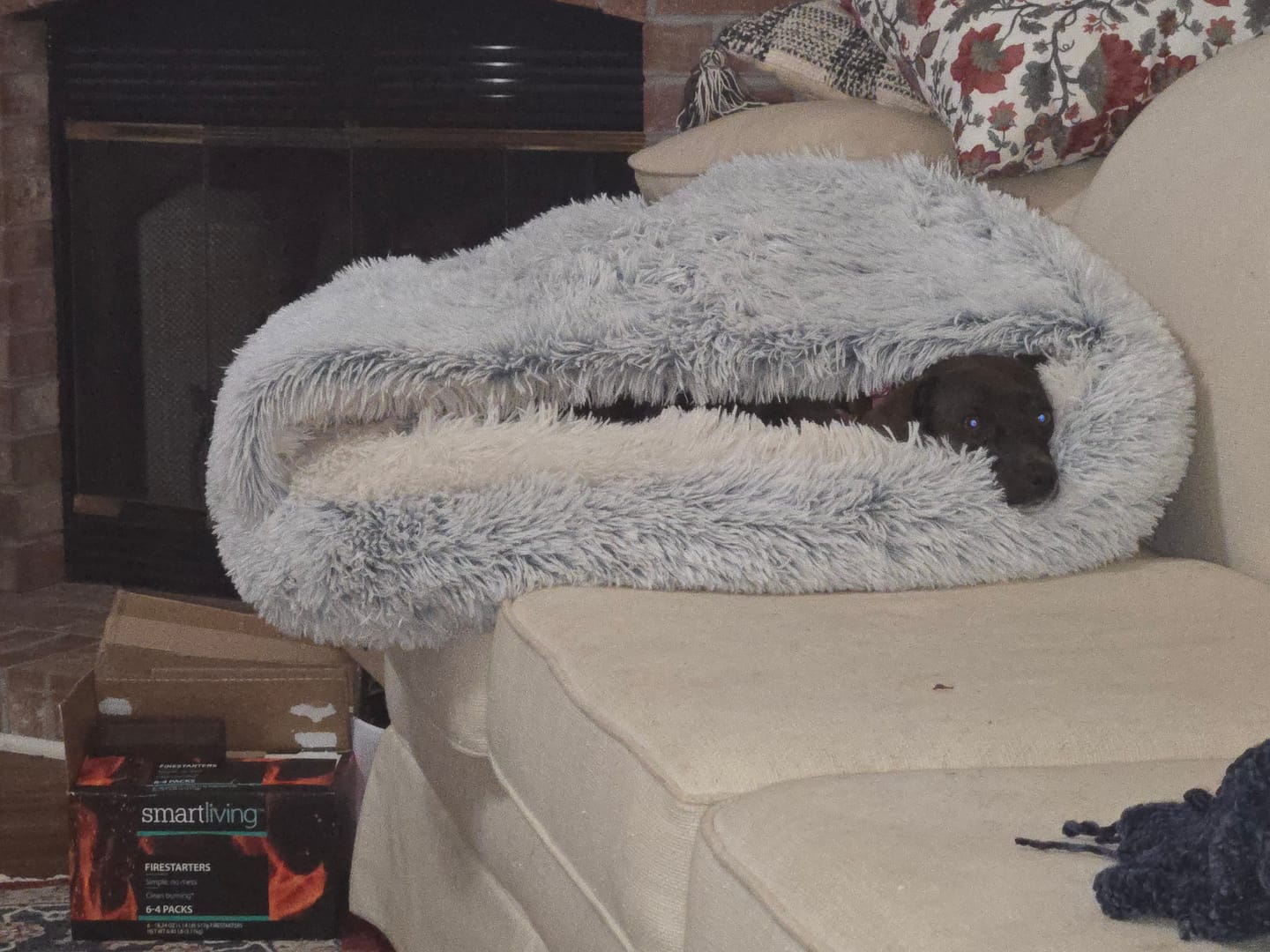 Customer photo review of The Dachshund Den™