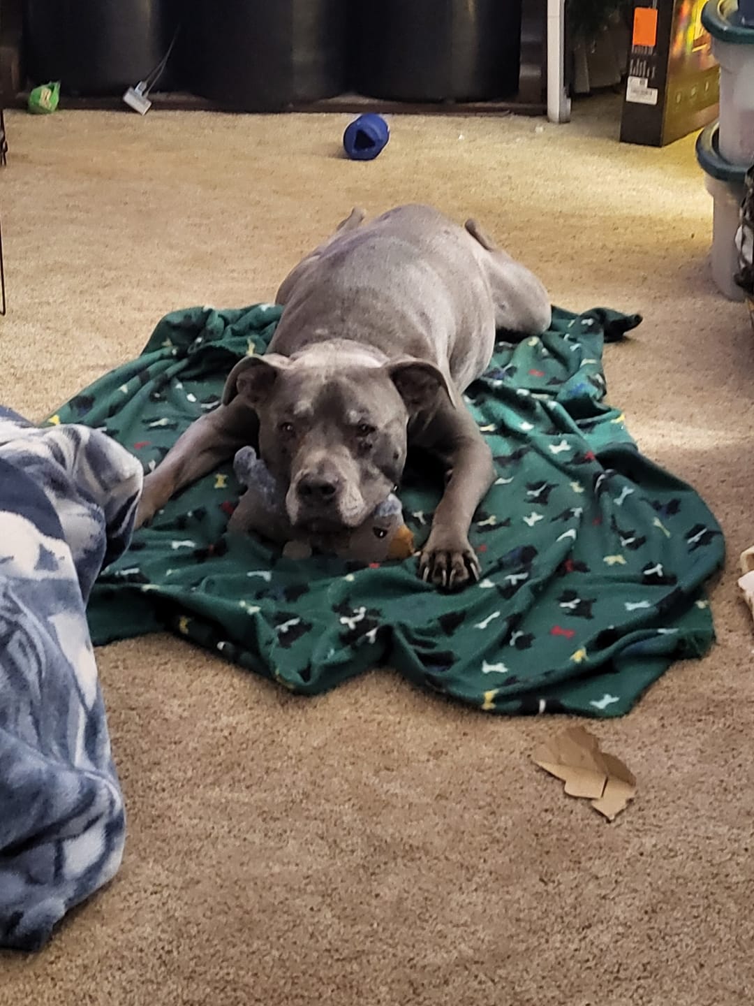 Customer photo review of 6 Inch Standard Bully Sticks